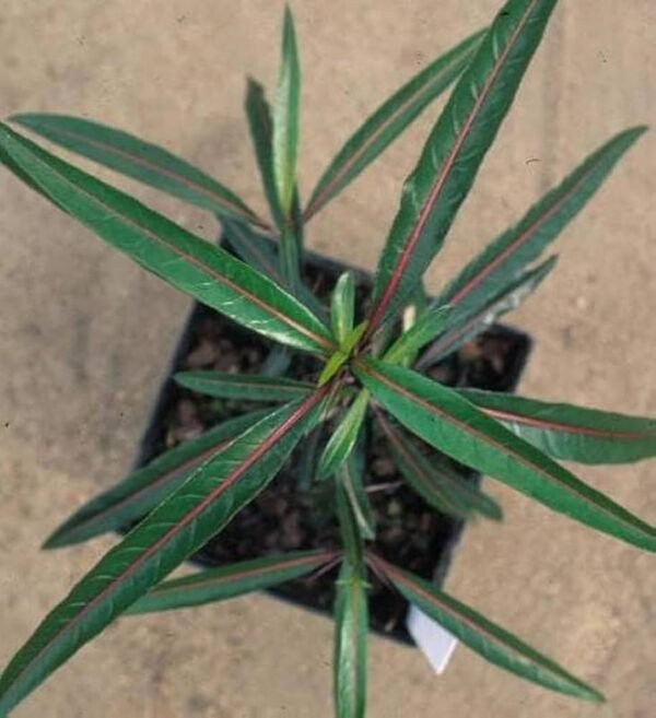 Bishalyakarani/Nuriya/Kapurlata/Purititige(Barleria Lupulina)Healthy Herbal Plant