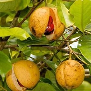 Jaiphal/Jatikkai/Jathikai Nutmeg Healthy Herbal Plant - Image 4