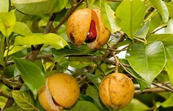 Jaiphal/Jatikkai/Jathikai Nutmeg Healthy Herbal Plant