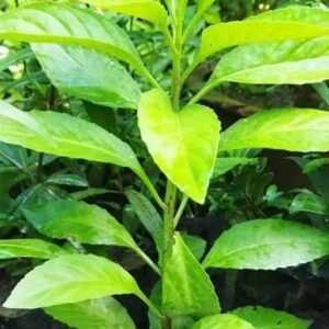 Spinach Longevity(Gynura Procumbens) Healthy Live Plant - Image 3
