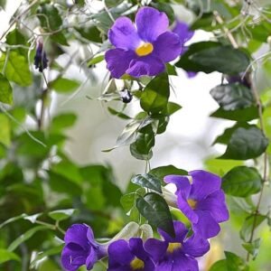 Bush Clock Vine/kings Mantle/Nil Kontho(Thumbergia Erecta) Bush Flower Healthy Plant