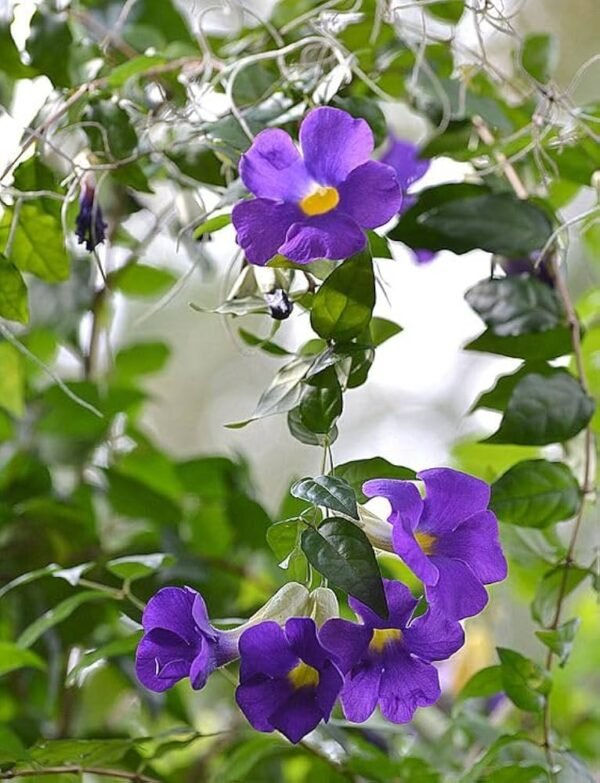 Bush Clock Vine/kings Mantle/Nil Kontho(Thumbergia Erecta) Bush Flower Healthy Plant