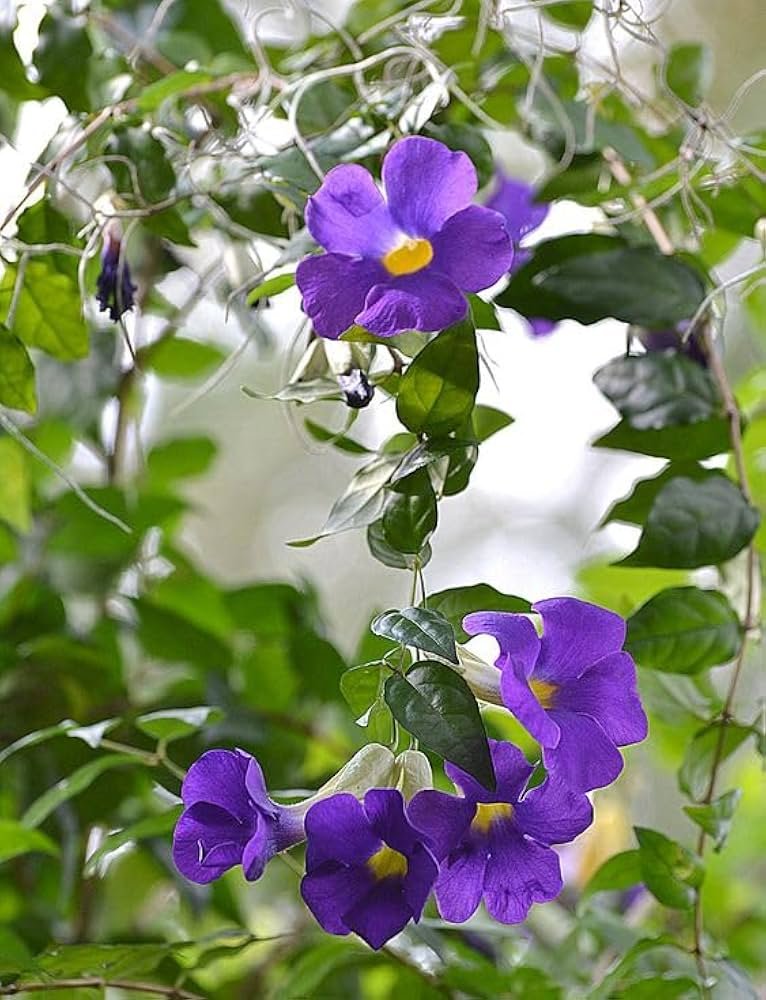 Bush Clock Vine/kings Mantle/Nil Kontho(Thumbergia Erecta) Bush Flower Healthy Plant - Image 1