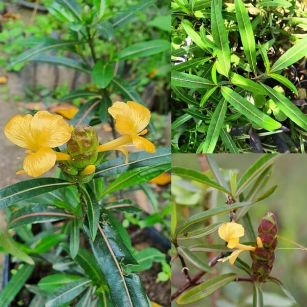 Bishalyakarani/Nuriya/Kapurlata/Purititige(Barleria Lupulina)Healthy Herbal Plant