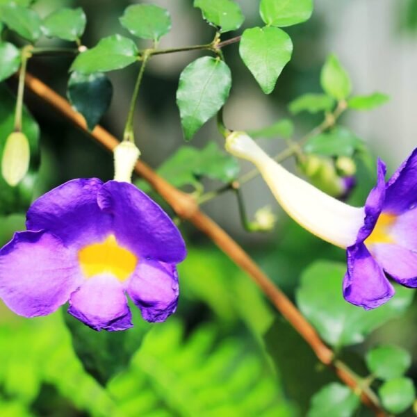 Bush Clock Vine/kings Mantle/Nil Kontho(Thumbergia Erecta) Bush Flower Healthy Plant