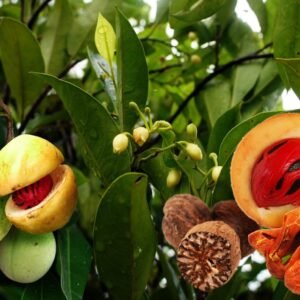 Jaiphal/Jatikkai/Jathikai Nutmeg Healthy Herbal Plant