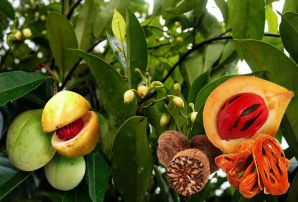 Jaiphal/Jatikkai/Jathikai Nutmeg Healthy Herbal Plant
