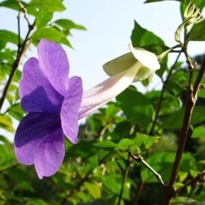 Bush Clock Vine/kings Mantle/Nil Kontho(Thumbergia Erecta) Bush Flower Healthy Plant - Image 5