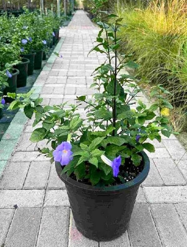 Bush Clock Vine/kings Mantle/Nil Kontho(Thumbergia Erecta) Bush Flower Healthy Plant