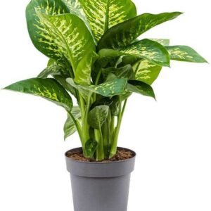 Dieffenbachia/Dumb Cane Indoor Live Plant