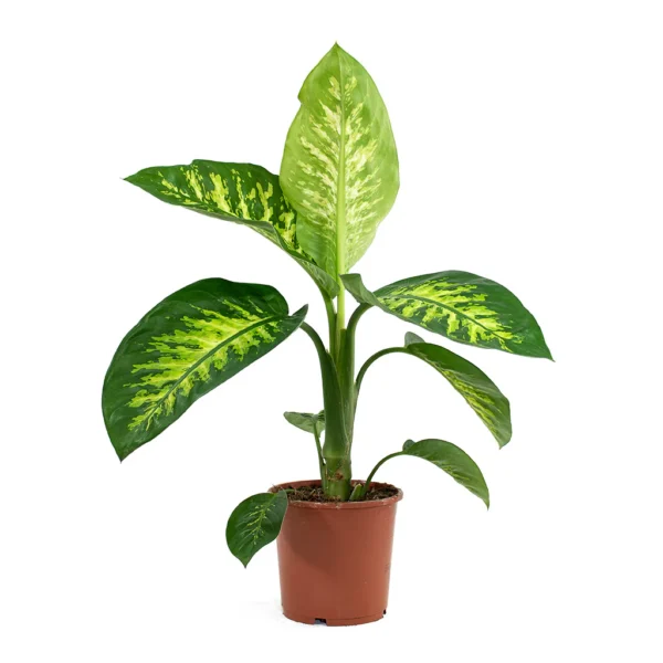 Dieffenbachia/Dumb Cane Indoor Live Plant