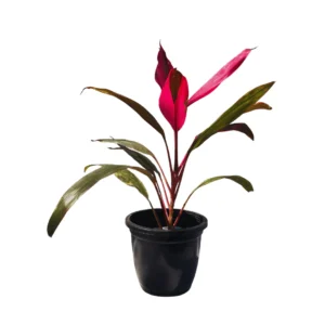 Dracaena Mahatma,Cordyline Terminalis Mahatma Indoor Live Plant - Image 2