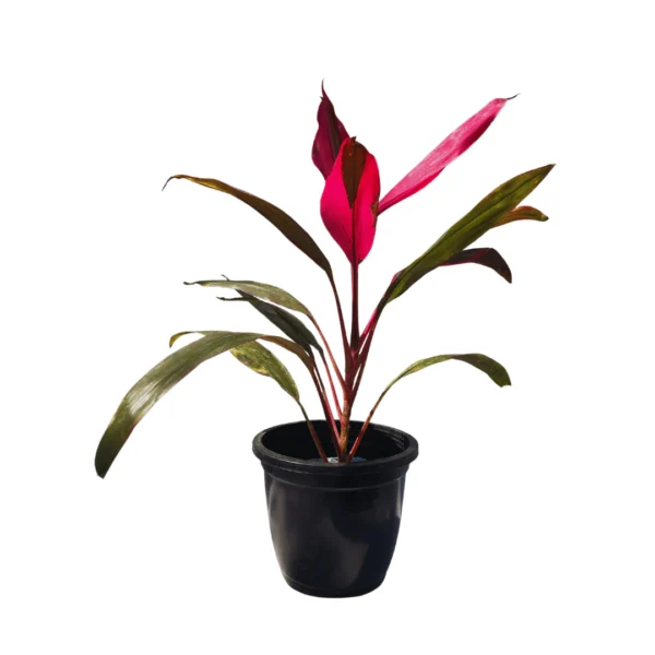 Dracaena Mahatma,Cordyline Terminalis Mahatma Indoor Live Plant
