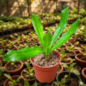 Thai Long Coriander Hybrid Healthy Live Plant - Image 2