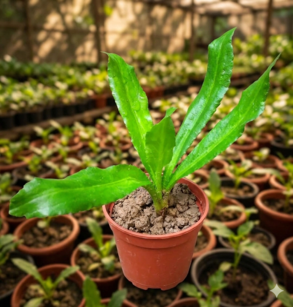 Thai Long Coriander Hybrid Healthy Live Plant