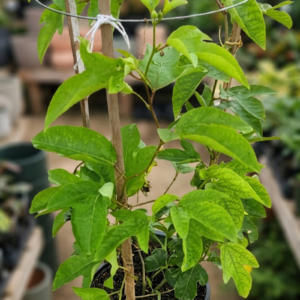 Passiflora Passion Flower/Rakhi Bel/Krishna Kamal Flower Live Plant - Image 5