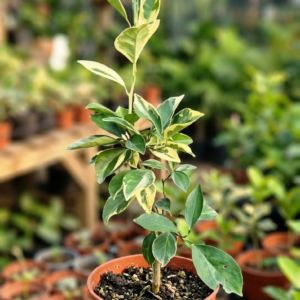Thai Variegated Malta Fruit Grafted 1-2Foot Longer Healthy Plant - Image 3