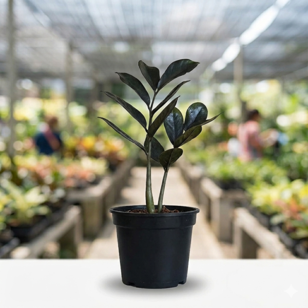 ZZ Dwarf Black Indoor Live Plant