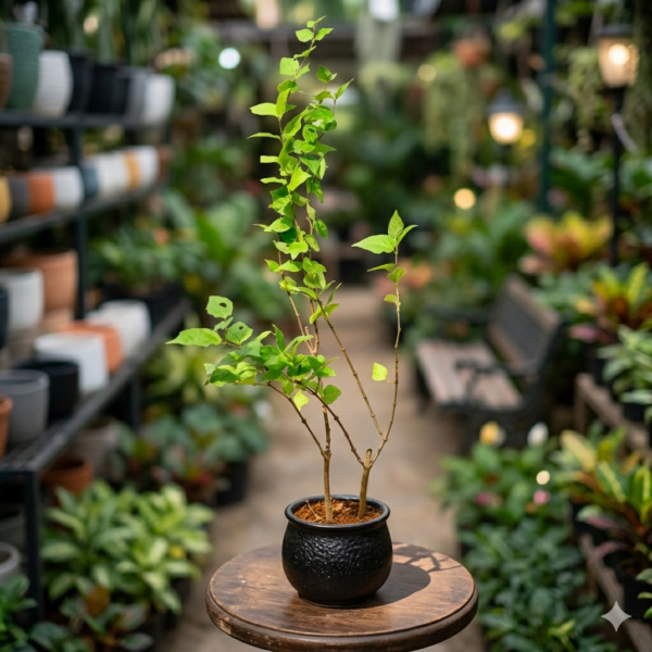 Bush Clock Vine/kings Mantle/Nil Kontho(Thumbergia Erecta) Bush Flower Healthy Plant