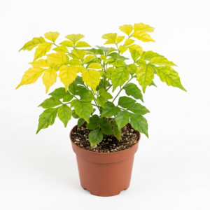 Golden China Doll(Radermachera Sinica) Healthy Live Plant