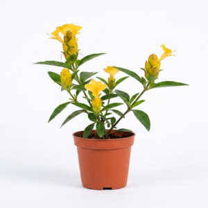 Bishalyakarani/Nuriya/Kapurlata/Purititige(Barleria Lupulina)Healthy Herbal Plant