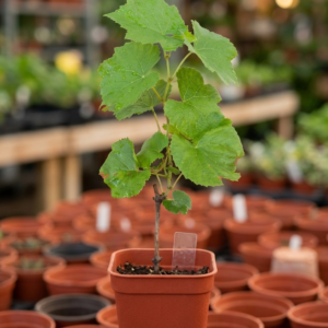 Hybrid Sweet Grapes Healthy Plant - Image 2