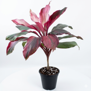 Dracaena Kedarnath Indoor Live Plant