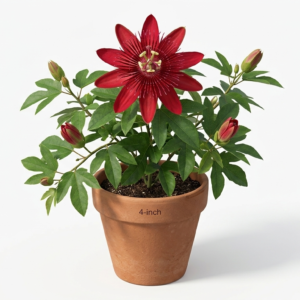 Passiflora Passion Flower/Rakhi Bel/Krishna Kamal Flower Live Plant - Image 2