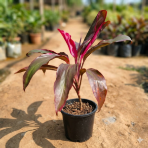 Dracaena Kedarnath Indoor Live Plant - Image 2
