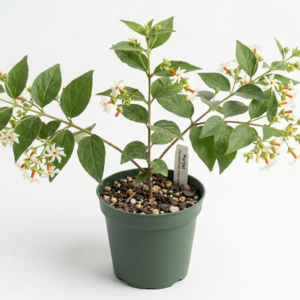 Hybrid All Season/Baramasi Shiuli/Parijat/Rat ki Rani/Harsingar/Pavalamallikai Live Fresh Plant