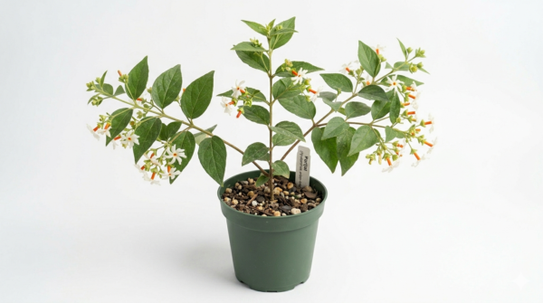 Hybrid All Season/Baramasi Shiuli/Parijat/Rat ki Rani/Harsingar/Pavalamallikai Live Fresh Plant