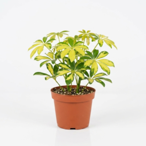 Variegated Schefflera/Umbrella Healthy Live Plant