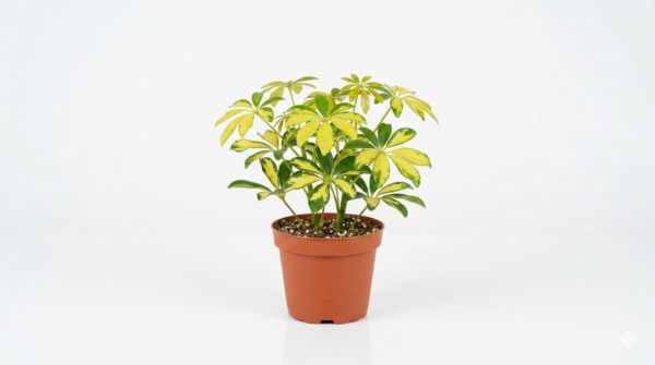 Variegated Schefflera/Umbrella Healthy Live Plant