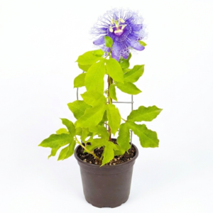 Passiflora Passion Flower/Rakhi Bel/Krishna Kamal Flower Live Plant