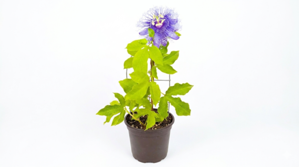 Passiflora Passion Flower/Rakhi Bel/Krishna Kamal Flower Live Plant