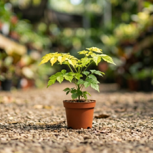 Golden China Doll(Radermachera Sinica) Healthy Live Plant - Image 2
