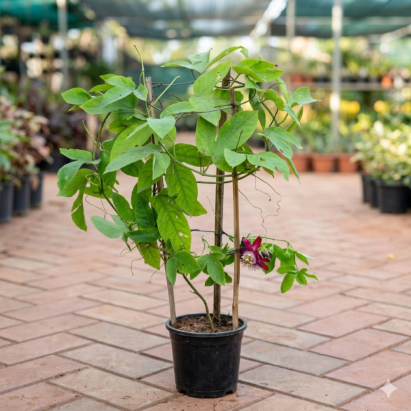 Passiflora Passion Flower/Rakhi Bel/Krishna Kamal Flower Live Plant