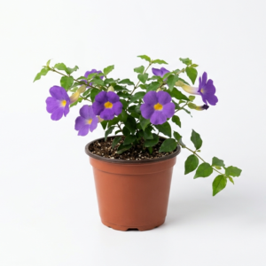 Bush Clock Vine/kings Mantle/Nil Kontho(Thumbergia Erecta) Bush Flower Healthy Plant