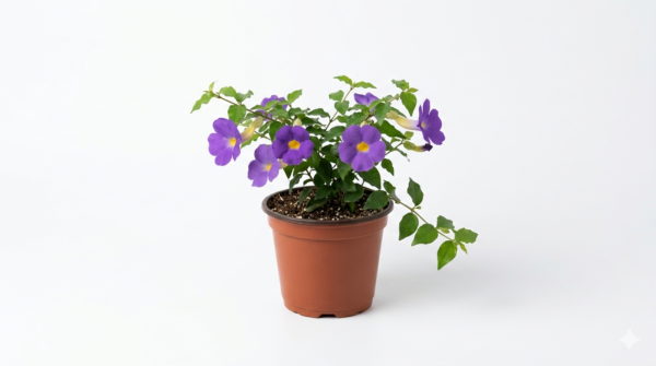 Bush Clock Vine/kings Mantle/Nil Kontho(Thumbergia Erecta) Bush Flower Healthy Plant