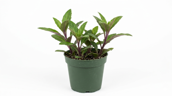Spinach Longevity(Gynura Procumbens) Healthy Live Plant
