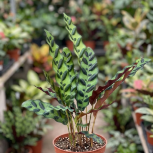 Calathea Rattlesnake Indoor Live Healthy Plant - Image 2