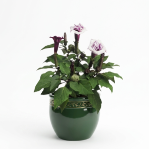 Black Dhatura/Thorn Apple Healthy Herbal Plant