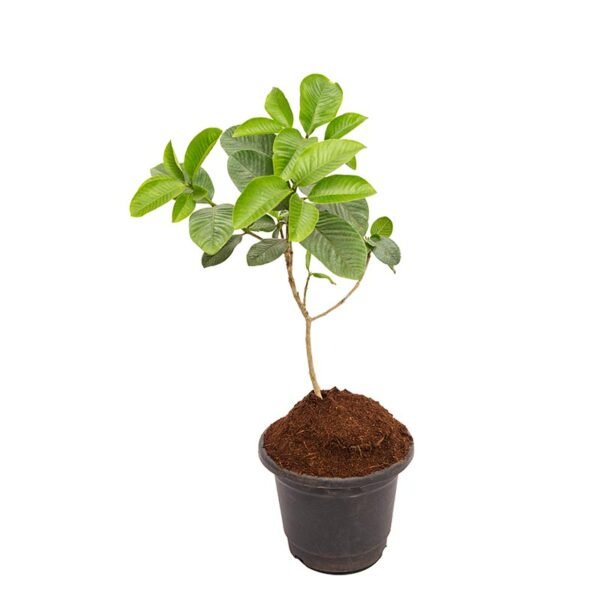 Hing/Inguva/Hingu(Ferula Asafoetida) Healthy Live Plant
