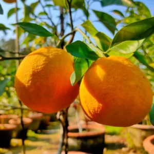 African Yellow Malta Fruit Grafted 1-2Foot Longer Healthy Plant