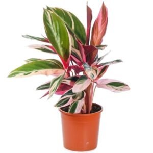 Stromanthe Sanguinea Triostar Indoor Live Plant