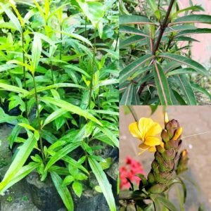 Bishalyakarani/Nuriya/Kapurlata/Purititige(Barleria Lupulina)Healthy Herbal Plant - Image 5