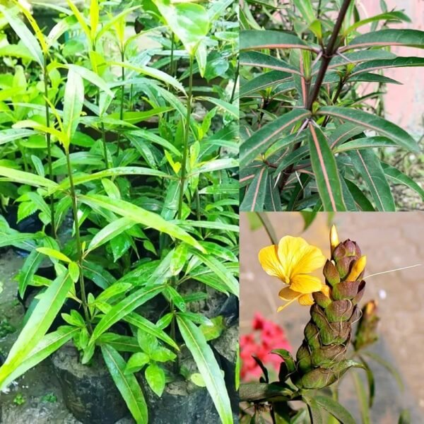 Bishalyakarani/Nuriya/Kapurlata/Purititige(Barleria Lupulina)Healthy Herbal Plant
