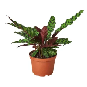 Calathea Rattlesnake Indoor Live Healthy Plant