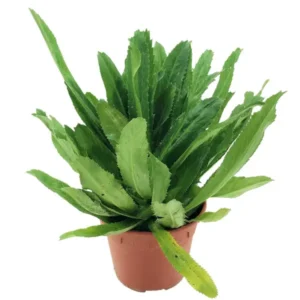 Thai Long Coriander Hybrid Healthy Live Plant