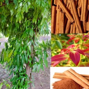 Dalchini/Karuvapattai/Taja Cinnamon Healthy Spice Plant - Image 3